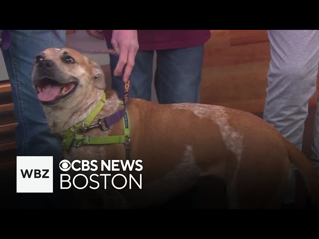 ⁣Dog rescued from Puerto Rico up for adoption from Massachusetts shelter