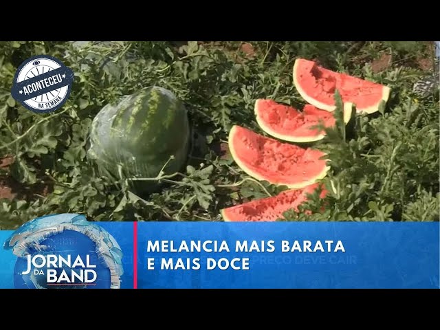 ⁣Melancia tem boa safra e preço deve cair em 2025 | Aconteceu na Semana