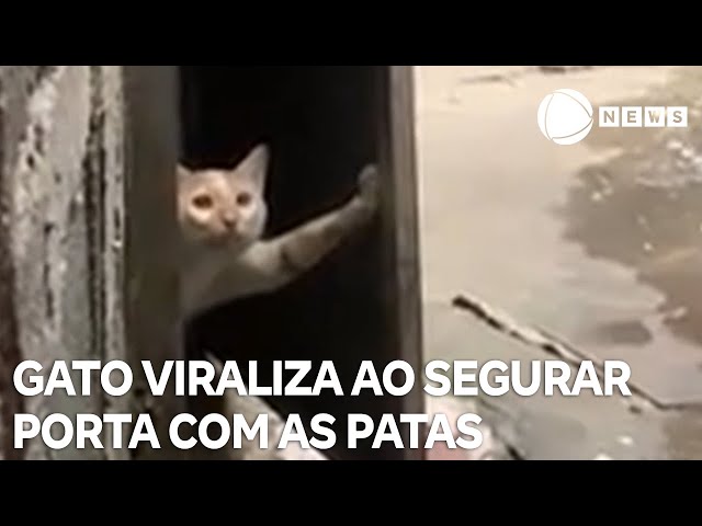 ⁣Gato viraliza na internet ao segurar porta com as patas