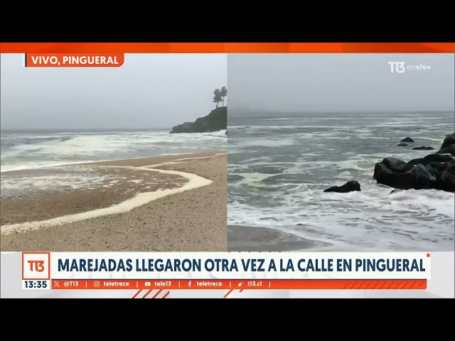 ⁣Pingueral: Sardinas en la playa producto de marejadas