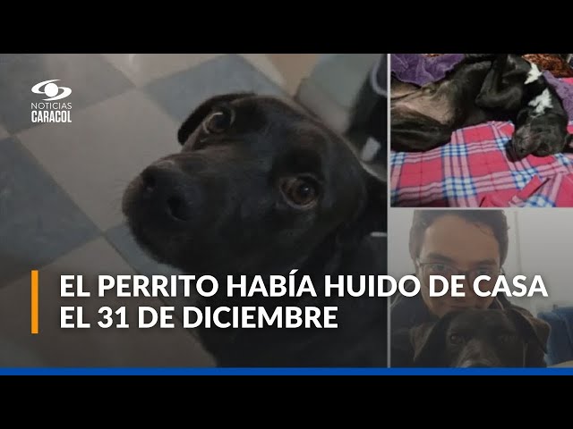 ⁣Indignación y cuestionamiento por eutanasia a una mascota en Bogotá