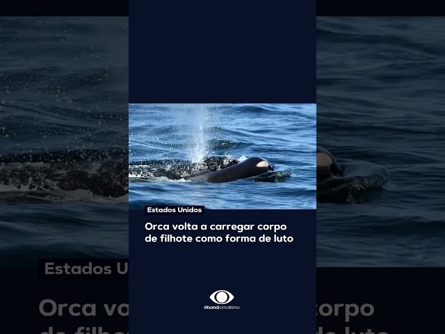 ⁣Orca volta a carregar filhote morto como forma de luto