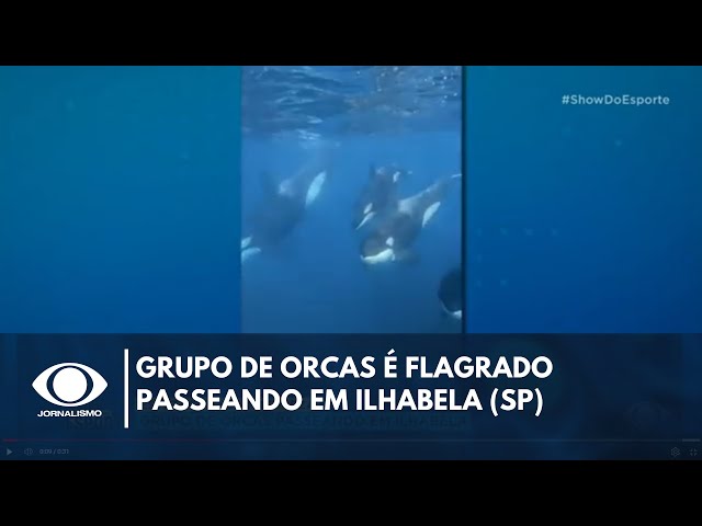 ⁣Grupo de orcas é flagrado 'passeando' por Ilhabela, em SP