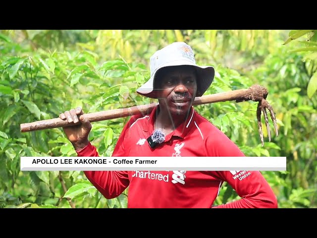 ⁣Climate change challenges coffee farmers in Bushenyi district