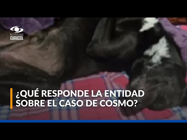 ⁣¿Qué responde el IDPYBA sobre el caso del perrito al que le aplicaron la eutanasia?