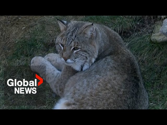 ⁣Cat cafés too mild for you? Try a bobcat with your espresso