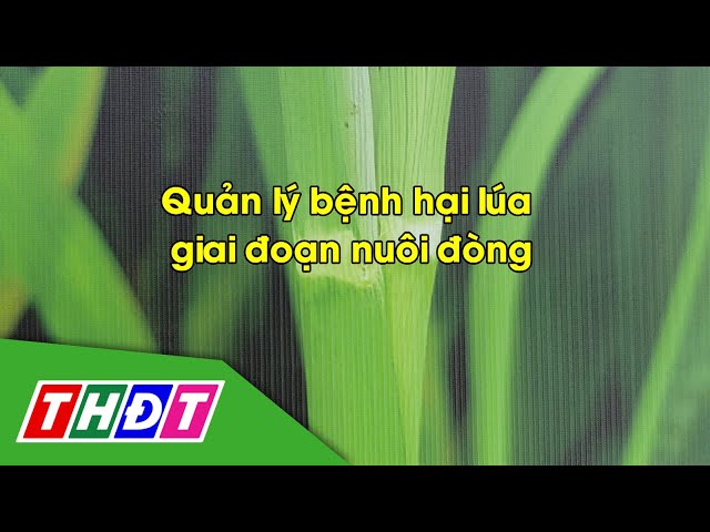 ⁣Quản lý bệnh hại lúa giai đoạn nuôi đòng | Syngenta Thông tin nông nghiệp - 5/1/2025 | THDT