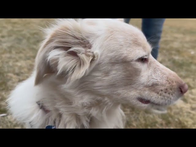 ⁣Denver stray shot in the face gets a new lease on life