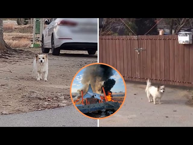 ⁣La historia de Pudding: El perrito que espera a su familia fallecida en Corea del Sur