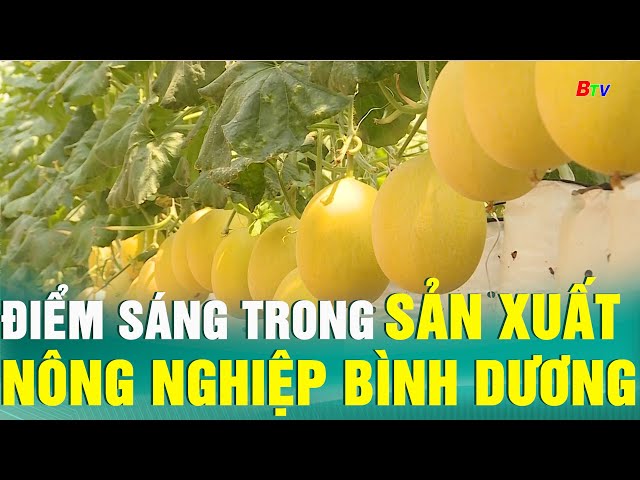 ⁣Điểm sáng trong sản xuất nông nghiệp Bình Dương