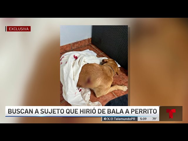 ⁣Cruel ataque: hieren de bala a perrito en Toa Alta