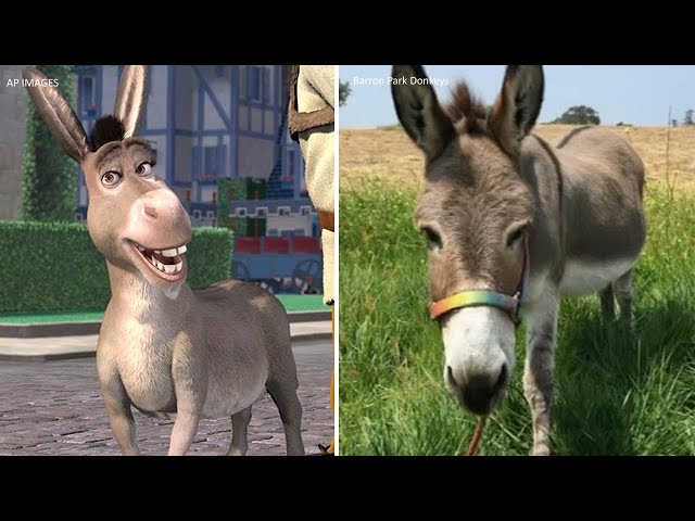 ⁣Perry, real-life donkey who inspired iconic 'Shrek' character, dies at 30