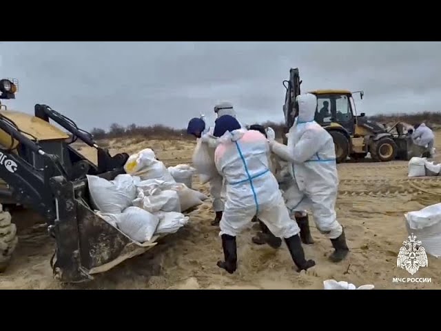 ⁣More than 30 dolphins dead in southern Russia oil spill, animal rescue group says