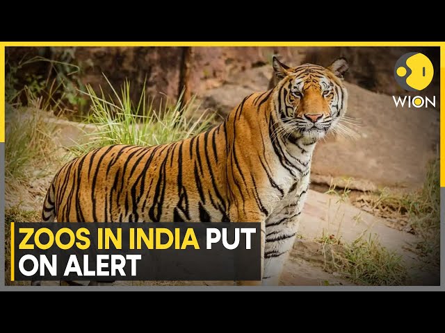 ⁣India: Zoos Put on Alert as Avian Flu Kills 3 Tigers, 1 Leopard In Nagpur | World News | WION