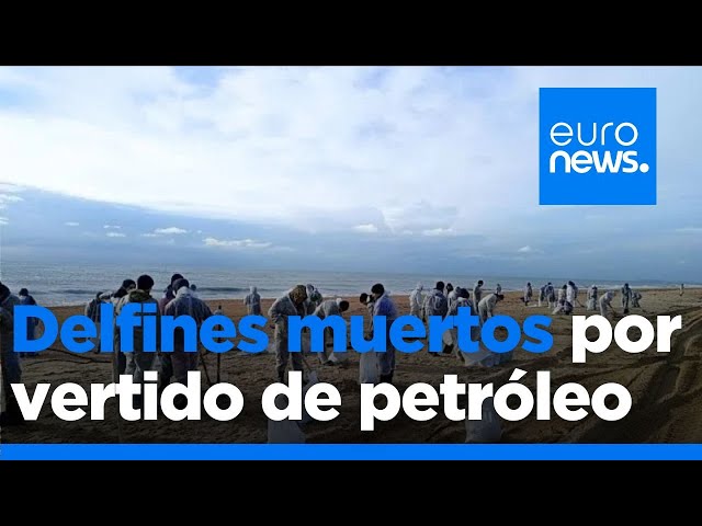 ⁣Al menos 30 delfines han muerto tras el vertido de petróleo en el estrecho de Kerch, en el sur …