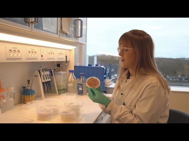 ⁣Mushroom mycelium as sustainable protein? Inside Europe’s leading alternative protein research lab