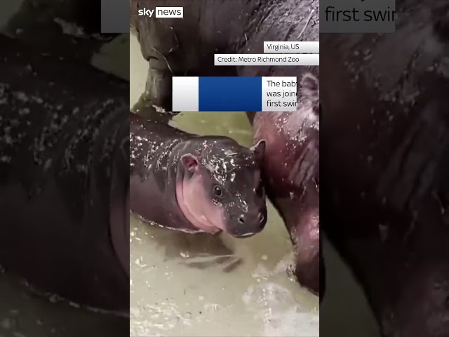 ⁣Pygmy hippo has first swim with mum