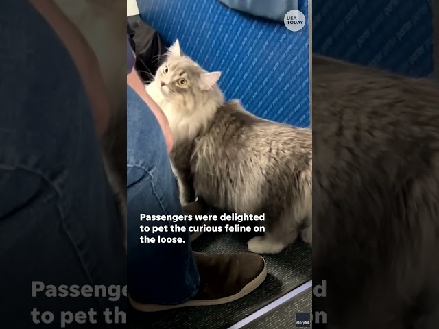 ⁣Passengers delighted as cat on the loose explores plane's cabin #Shorts