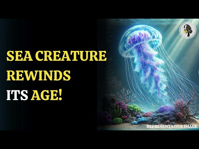 ⁣Sea Creature That Can Revert To Its Baby Form: A Real Life Time Traveler | WION Podcast