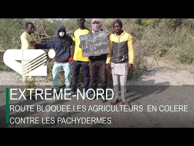 ⁣EXTREME-NORD : ROUTE BLOQUEE,LES AGRICULTEURS  EN COLERE CONTRE LES PACHYDERMES