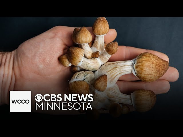 ⁣Minnesota task force recommends decriminalization of mushrooms