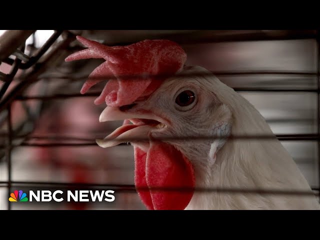 ⁣U.S. reports first human death from bird flu in Louisiana 