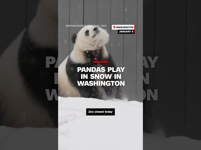 ⁣Pandas play in snow in Washington