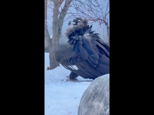 ⁣Hilarious vulture footage goes viral in China