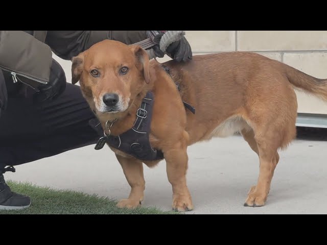 ⁣Dog accidentally poisoned by rat poison found in Colorado yards