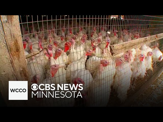 ⁣Portion of Minnesota Lottery proceeds to go to bird flu research