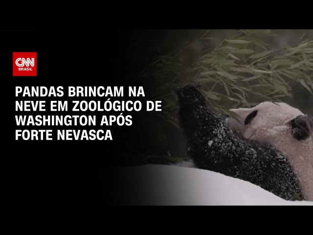 ⁣Pandas brincam na neve em zoológico de Washington após forte nevasca | CNN BRASIL