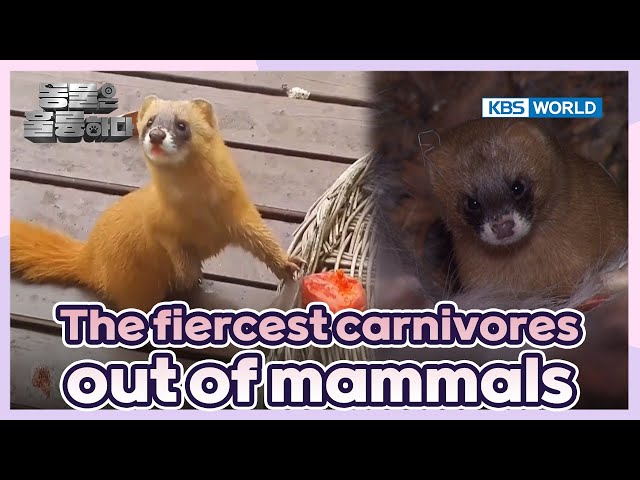 ⁣Super dangerous [Animals Are Incredible : EP.1-1] | KBS WORLD TV 250101