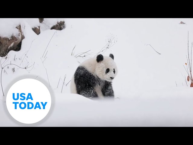 ⁣Pandas play in the fresh snow at the Smithsonian's National Zoo | USA TODAY