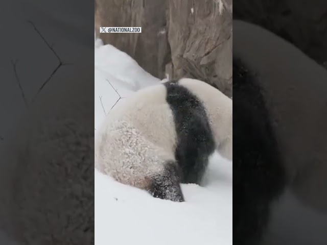 ⁣Pandas enjoy snow at the National Zoo