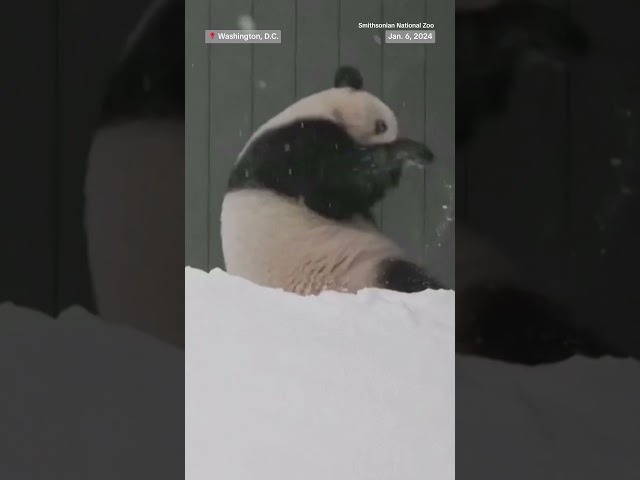 ⁣Pandas at the National Zoo in D.C. play in the snow