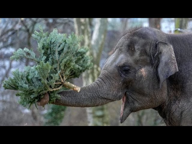 ⁣NO COMMENT: Los animales del Zoo de Berlín devoran los árboles de Navidad