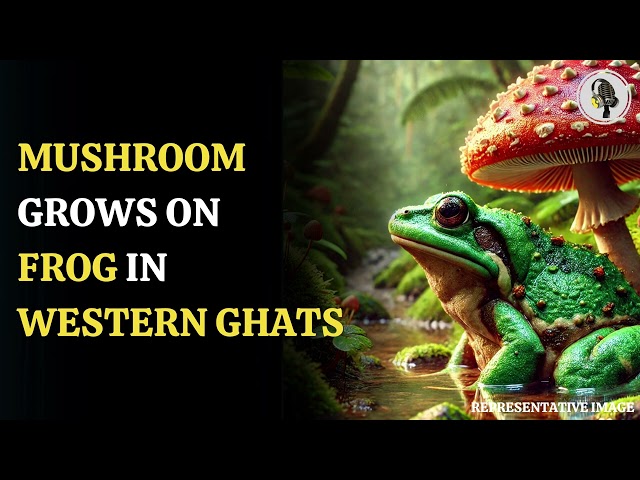 ⁣Frog with Mushroom Growing on It Baffles Scientists | WION Podcast