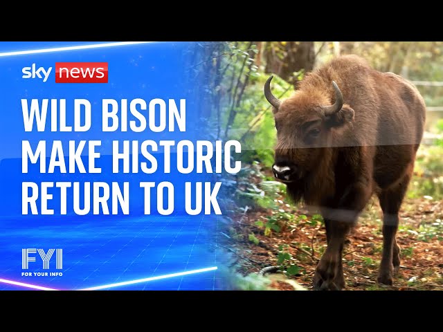 ⁣Wild bison make historic return to the UK