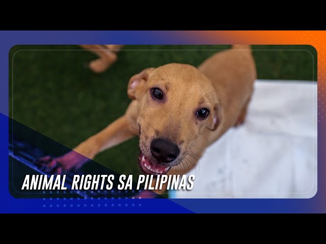 ⁣Animal rights sa Pilipinas