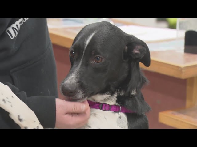 ⁣Dog kennels full at Aurora Animal Shelter