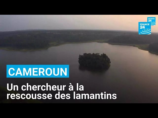 ⁣Un chercheur camerounais à la rescousse des lamantins d’Afrique • FRANCE 24