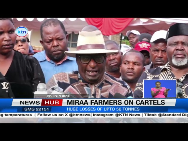 ⁣Miraa farmers on cartels, annual loss of KES10B courtesy of brokers