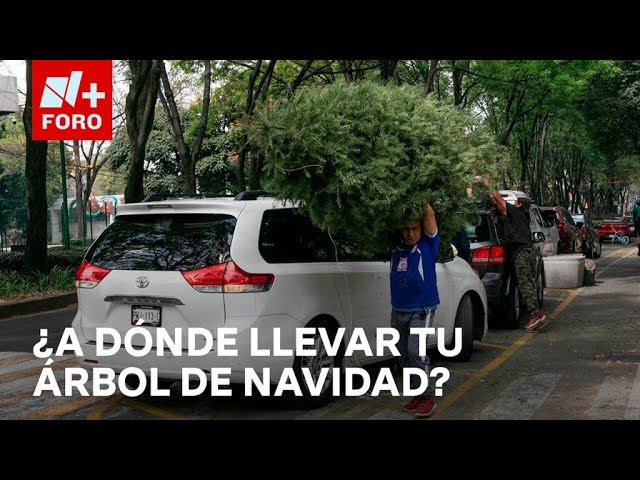 ⁣CDMX: Canjear tu árbol de Navidad por una planta - Las Noticias