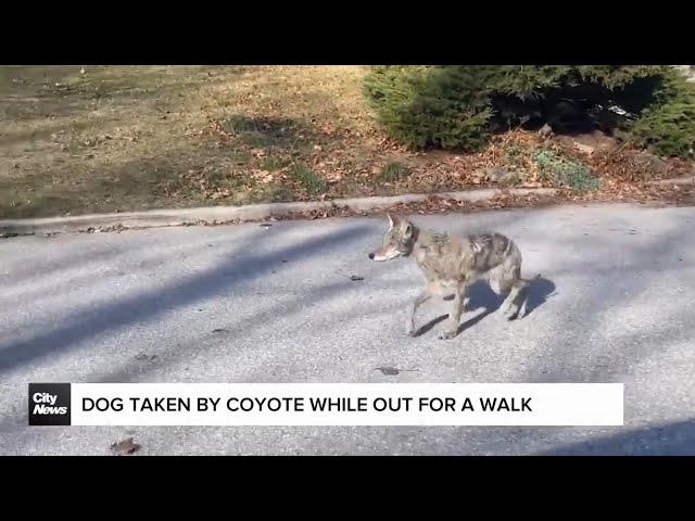 ⁣Dog taken in coyote attack while out on a walk