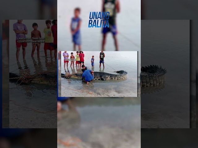 ⁣18 feet na buwaya, napadpad sa dalampasigan ng Barangay Kiniktal #shorts | Unang Balita