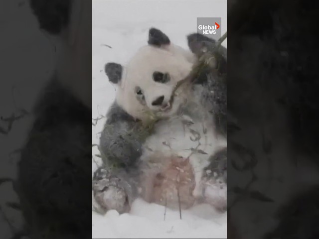 ⁣Pandas frolic in snow at Washington, DC zoo 