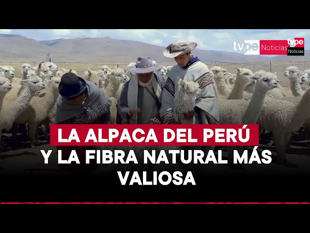 ⁣La fibra de la alpaca peruana: el arte que viste al mundo | "Mercado Peruano"