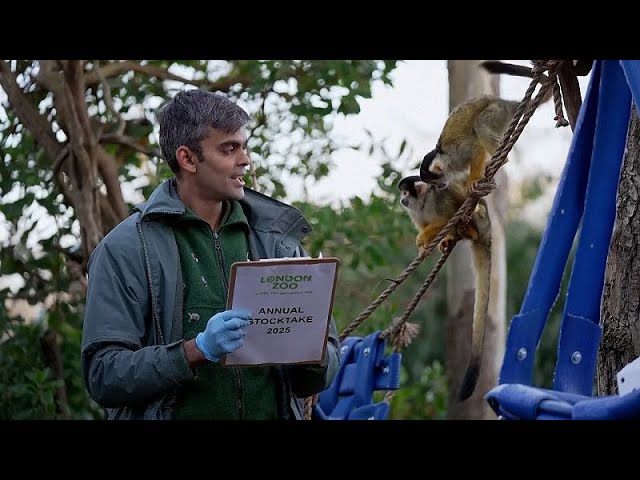 ⁣NO COMMENT: ¡Desfilando! Recuento de animales en el Zoo de Londres