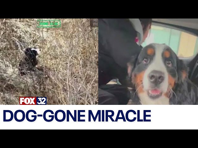 ⁣Lost for seven days, family dog found with help of thermal drone