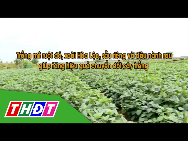 ⁣Trồng mít ruột đỏ, xoài... giúp tăng hiệu quả chuyển đổi cây trồng | Khuyến nông - 7/1/2025 | THDT